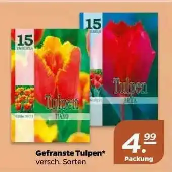 NETTO Gefranste Tulpen Angebot