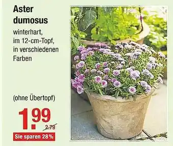 V Baumarkt Aster Dumosus Angebot