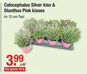 V Baumarkt Calocephalus Silver Kiss & Dianthus Pink Kisses Angebot