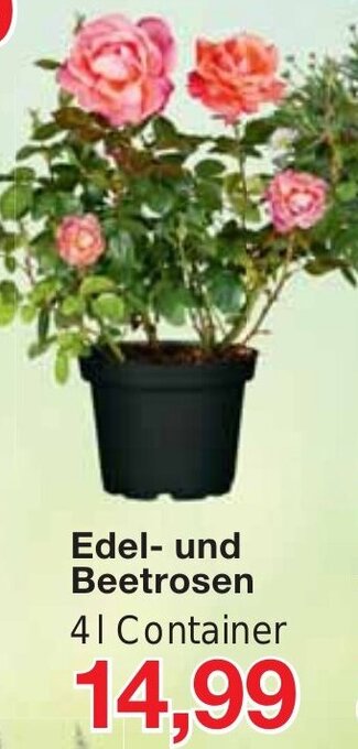 Jawoll Edel- und Beetrosen Angebot