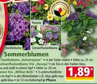 Norma Sommerblumen Angebot