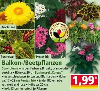 Norma Balkon-/Beetpflanzen Angebot