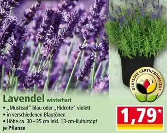 Norma Lavendel winterhart Angebot