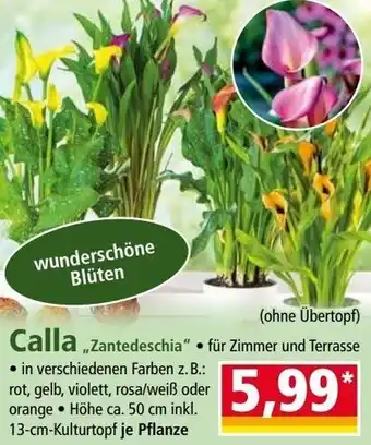 Norma Calla Angebot