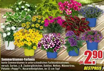 B1 Discount Baumarkt Sommerblumen-Farbmix Angebot