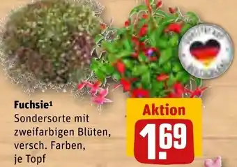 REWE Fuchsie Angebot