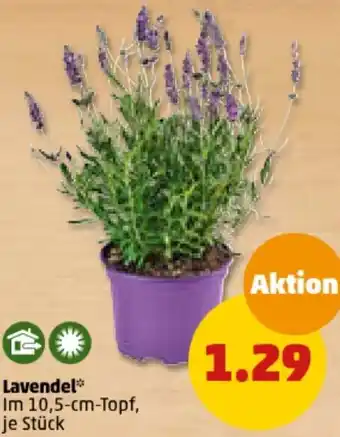 PENNY Lavendel Angebot