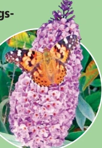 Thomas Philipps Schmetterlingsflieder Angebot