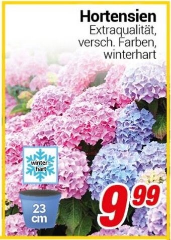 CENTERSHOP Hortensien Angebot