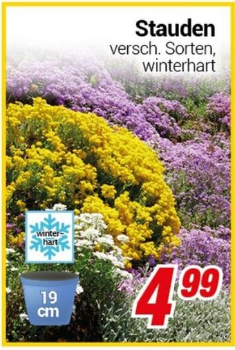 CENTERSHOP Stauden Angebot