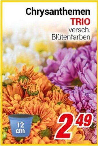 CENTERSHOP Chrysanthemen TRIO Angebot