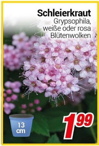 CENTERSHOP Schleierkraut Angebot