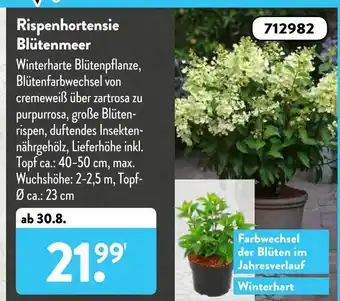 Aldi Süd Rispenhortensie Blütenmeer Angebot