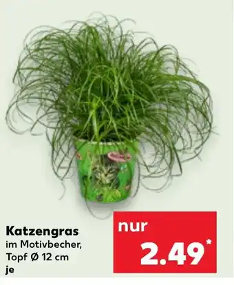 Kaufland Katzengras im Motivbecher, Topf Ø 12 cm Angebot