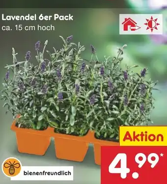 Netto Marken-Discount Lavendel 6er Pack ca. 15 cm hoch Angebot