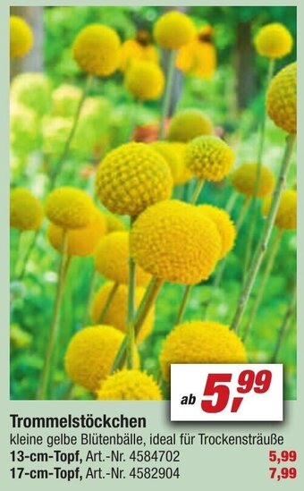 toom Baumarkt Trommelstöckchen Angebot