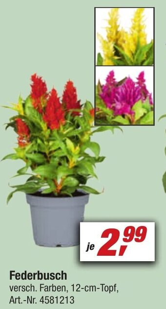 toom Baumarkt Federbusch Angebot