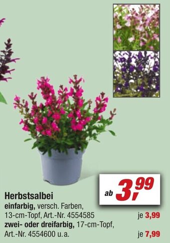 toom Baumarkt Herbstsalbei Angebot