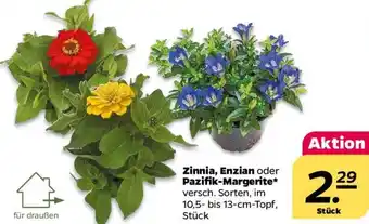 NETTO Zinnia, Enzian oder Pazifik-Margerite Angebot