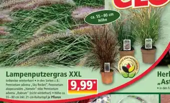 Norma Lampenputzergras XXL Angebot