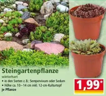 Norma Steingartenpflanze Angebot