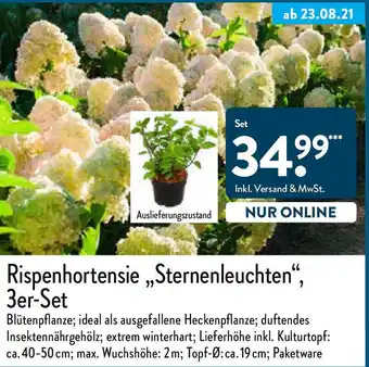 Aldi Nord Rispenhortensie Sternenleuchten 3er Set Angebot