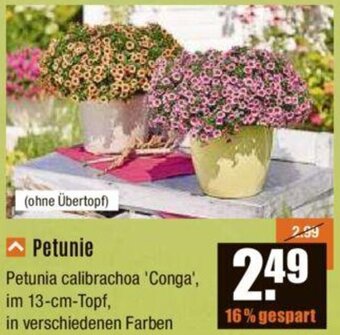 V Baumarkt Petunie Angebot