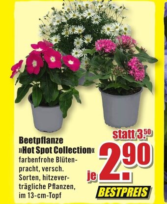 B1 Discount Baumarkt Beetpflanze >>Hot Spot Collection<< Angebot