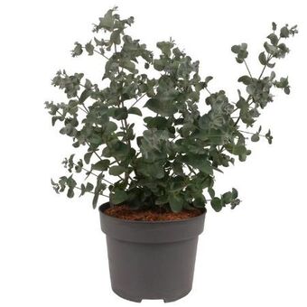 toom Baumarkt Eukalyptus Angebot