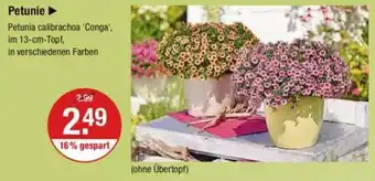 V Markt Petunie Angebot