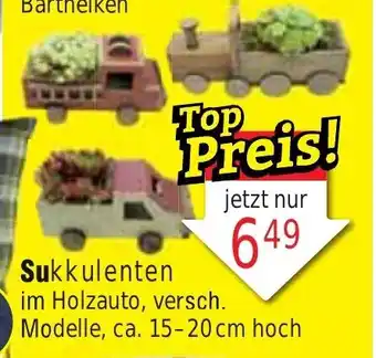 Wiglo Wunderland Sukkulenten Angebot