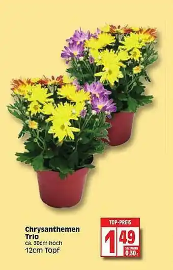 Edeka Chrysanthemen Trio Angebot