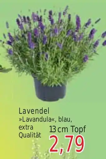 Wiglo Wunderland Lavendel 13 cm Topf Angebot