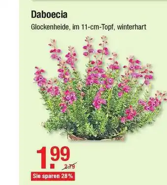 V Baumarkt Daboecia Angebot