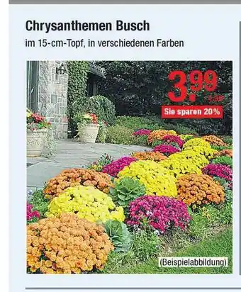 V Baumarkt Chrysanthemen Busch Angebot