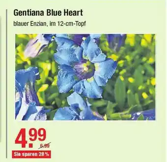 V Baumarkt Gentiana Blue Heart Angebot