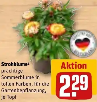 REWE Strohblume Angebot