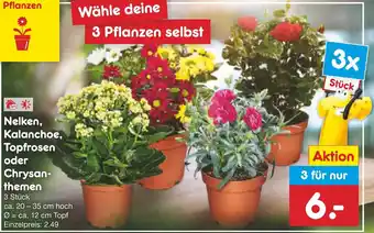 Netto Marken-Discount Nelken, Kalanchoe, Topfrosen oder Chrysanthemen 3 Stück Angebot