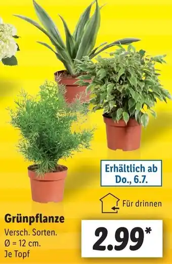 Lidl Grünpflanze Angebot