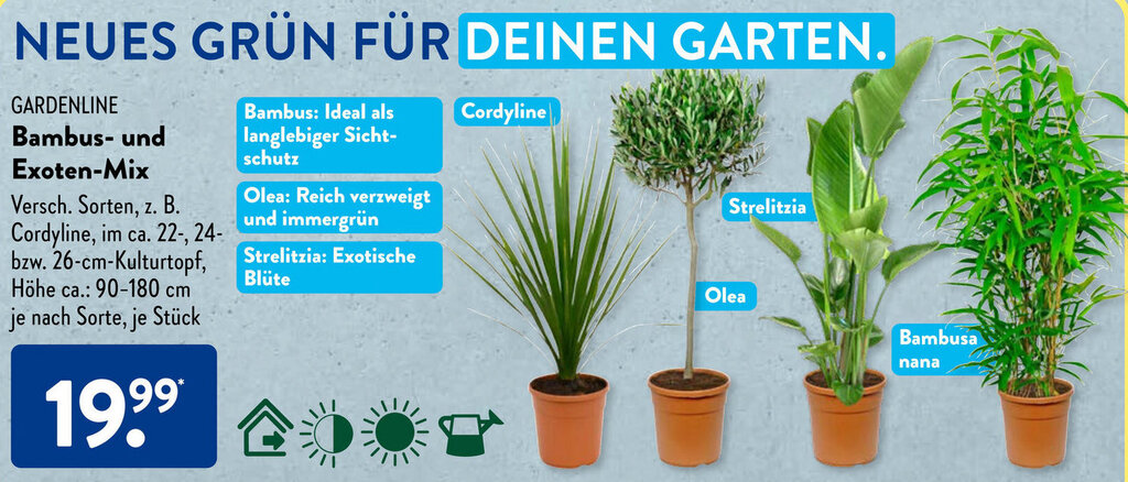 GARDENLINE Bambus- und Exoten-Mix Angebot bei Aldi Sd