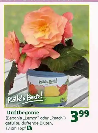 Pflanzen Kölle Duftbegonie Kölle's Beste! Angebot