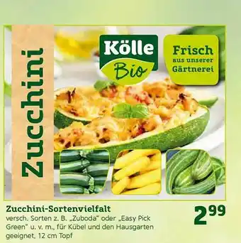 Pflanzen Kölle Zucchini-sortenvielfalt Angebot