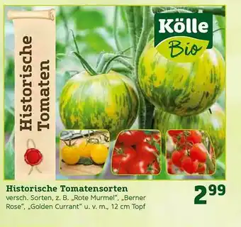 Pflanzen Kölle Historische Tomatensorten Angebot