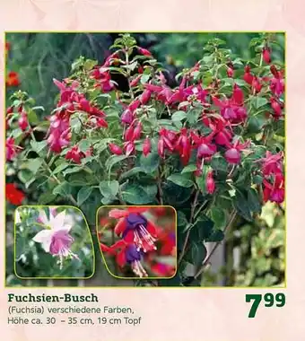 Pflanzen Kölle Fuchsien-busch Angebot