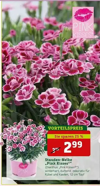 Pflanzen Kölle Stauden-nelke „pink Kisses” Angebot