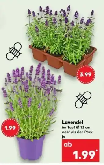 Kaufland Lavendel Ø 13 cm Angebot