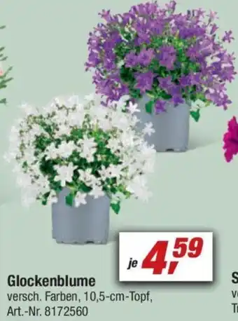 toom Baumarkt Glockenblume versch. Farben Angebot