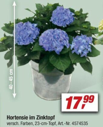 toom Baumarkt Hortensie im Zinktopf Angebot