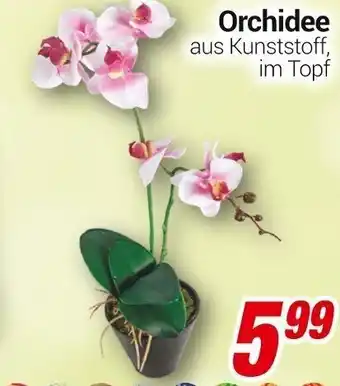 CENTERSHOP Orchidee Angebot
