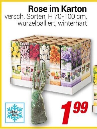 CENTERSHOP Rose im Karton Angebot